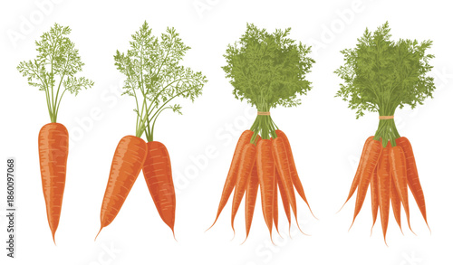 Cute cartoon carrot vegetable vector illustration set isolated on white background