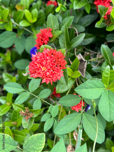 beautiful ixora flowers in the garden