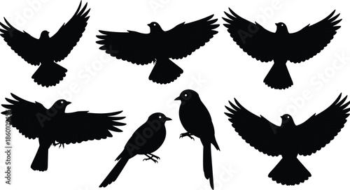Set of detailed flying and standing bird silhouettes with spread wings, black nature animal icons, cad drawing flat vector illustration
