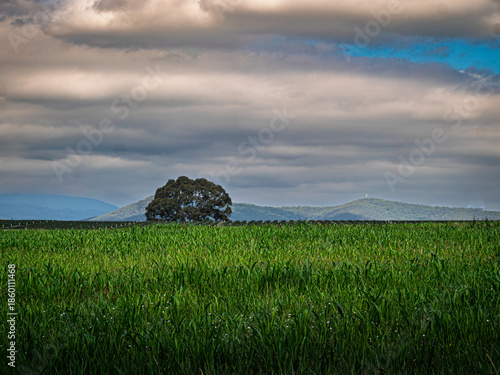 Field Of Corn To Tree Then Mountain Ranges