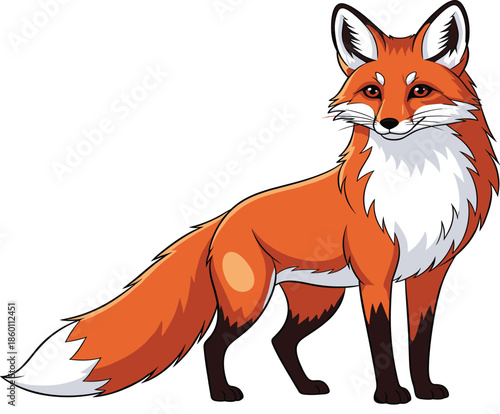 Red fox standing illustration with fluffy orange fur and bushy tail isolated on white for wildlife nature forest animal and children book design.