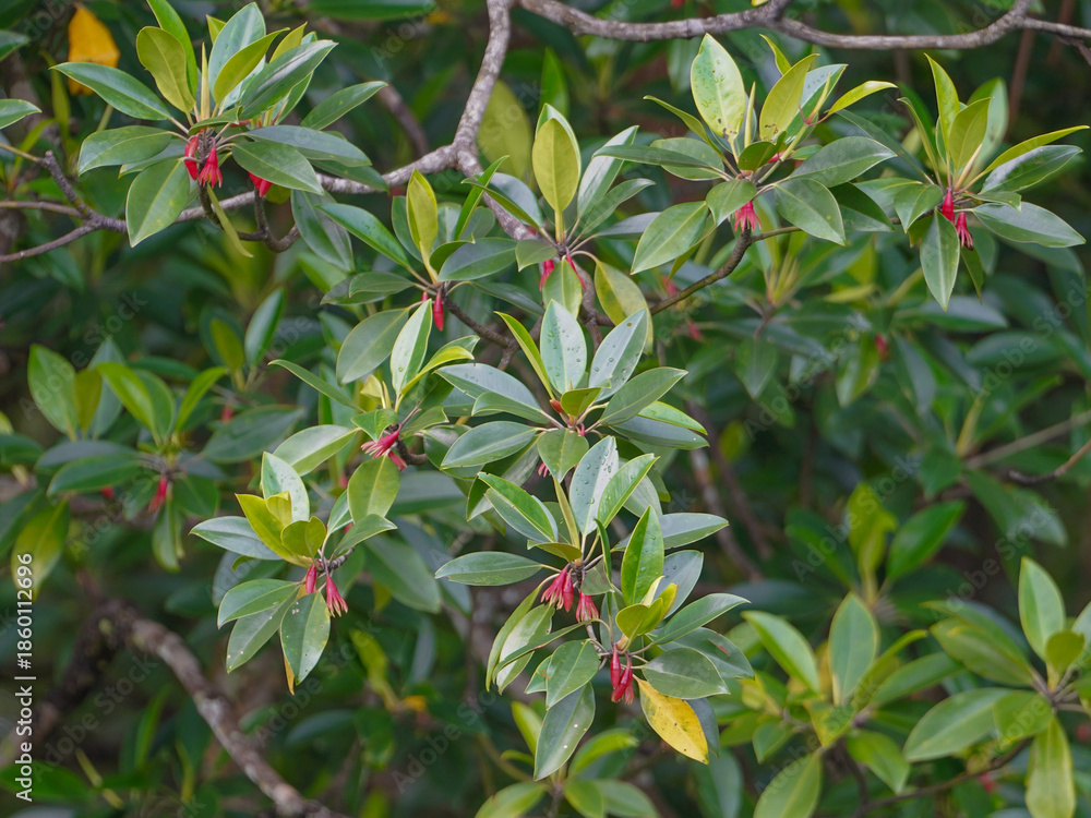 Obraz premium Oriental mangrove tree featuring bright red flowers and lush green foliage