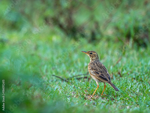 Wallpaper Mural A Paddyfield Pipit stands alert in lush green grass Torontodigital.ca