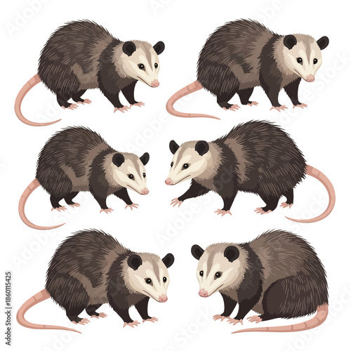 Animated Opossums Collection Six Diverse Poses of North American Marsupials with Distinctive Whiskers