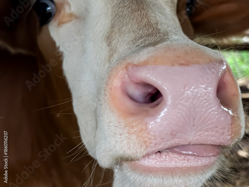 Close up of cow's nose