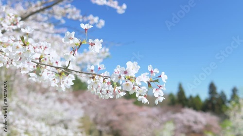風に揺れる美の山公園のヤマザクラ
