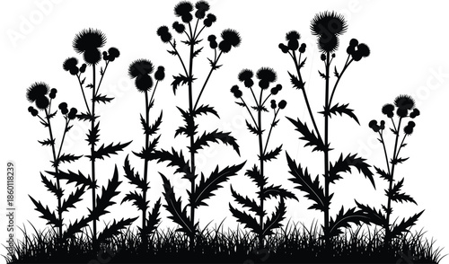 Black silhouettes of wild thistle flowers and meadow grass set against a white background for botanical nature and gardening designs