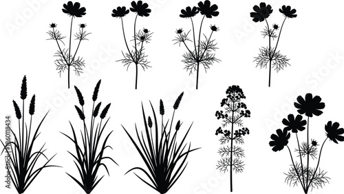 Black wild flower and field grass silhouettes set with cosmos flowers and meadow plants isolated on white background for nature design