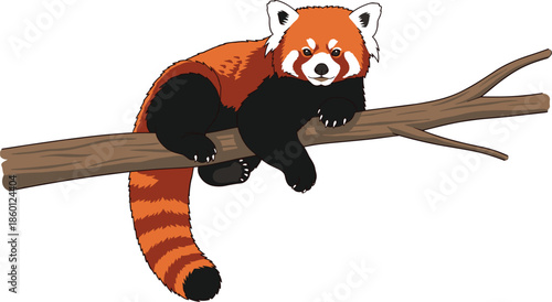 Cute Red Panda Sitting on a Tree Branch Illustration Vector Isolated on White Background for Wildlife Nature and Conservation Design Projects