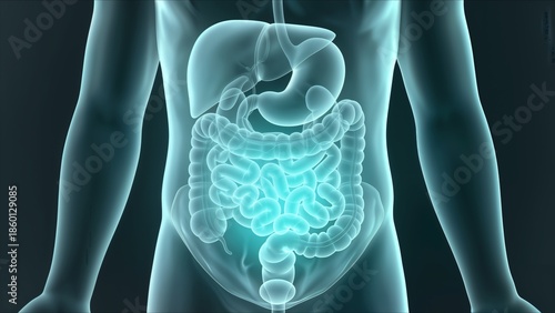 Human Digestive System Anatomy Illustration 8.