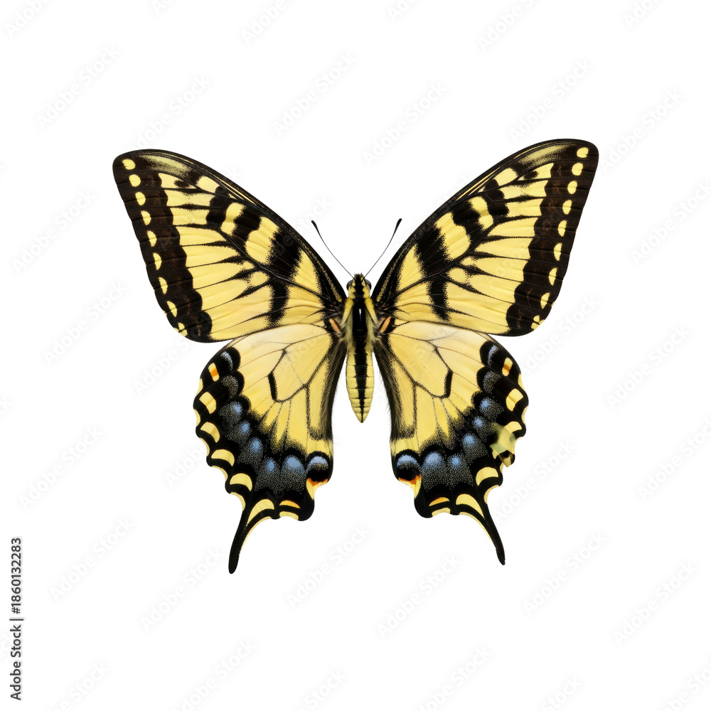 Naklejka premium Eastern Tiger Swallowtail butterfly