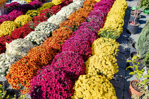 Canvas Print bright potted flowers at the market