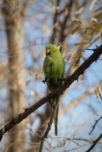 Obraz na płótnie Parakeet perched on a branch. Kramer Parakeet.