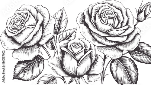 Detailed monochrome of three blooming roses with leaves and buds flower flowers