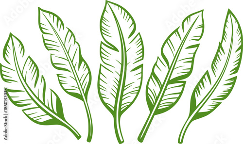 Five elongated green leaves in minimal outline style