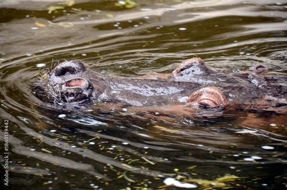 Fototapeta premium カバ