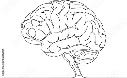 Human Brain Anatomy Graphic in Black and White
Detailed grayscale illustration of a human brain, showcasing its intricate folds and structure.
