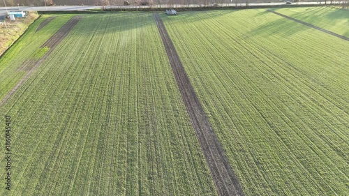 Drone reveals winter cereal crop field at dormancy stage showing organized row patterns of winter wheat or barley with characteristic pale green color during vernalization period Emilia Romagna, Italy