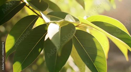 Wallpaper Mural Fresh Green Leaves with Soft Sunlight Natural Eco Background Torontodigital.ca