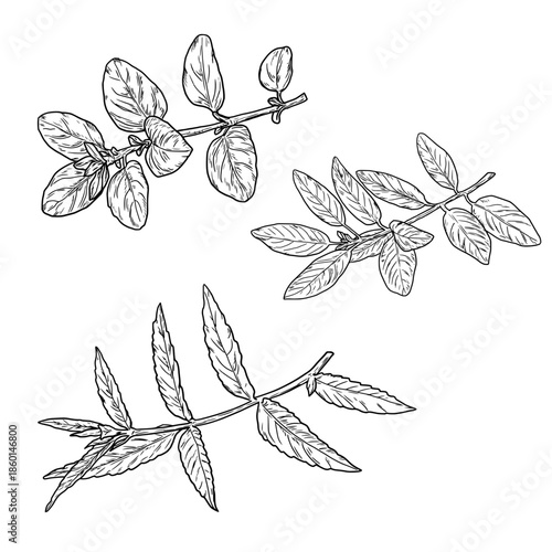 Basil, oregano and lemon balm sprigs, black and white sketch. Vector illustration. A set of kitchen herbs, isolated on a white background. For menus, recipes, for printing on textiles and on packages