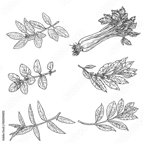A sprig of oregano and basil, bay leaves, and a bunch of celery, black and white sketch. Vector illustration. Kitchen herbs and spices isolated on white background. Spring sprigs, mint, and verbena.