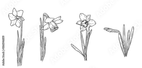 Narcissus flowers, black and white sketch. Vector illustration. Spring garden flowers, seamless pattern isolated on white background. For Easter, birthday or wedding cards, and textile printing