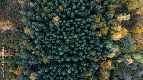 autumn forest in Germany