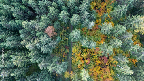 autumn forest in Germany