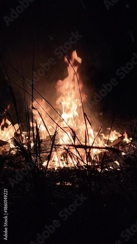 Burning fire in the forest. Fire in the forest at night.