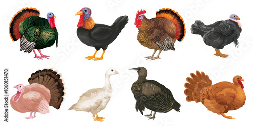 Collection of various poultry birds isolated on white background isolated on white background, illustration