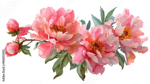 Watercolor painting of blooming pink peonies with green leaves in various stages of floral development on white background for botanical design
