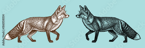 Two foxes walking side by side in different colors on a light blue background animal wildlife