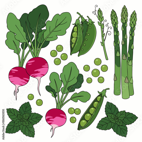Vibrant illustration of fresh garden vegetables and herbs: radishes, green peas, crisp asparagus, and aromatic mint leaves, ideal for healthy food designs.