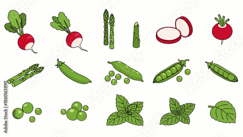 Collection of fresh cartoon vegetables and herbs including radishes, asparagus, peas, and mint leaves, perfect for healthy eating and cooking designs.