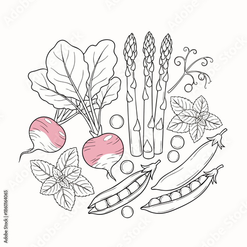 Hand-drawn line art illustration of fresh radishes, asparagus, peas, and mint leaves arranged in a circle on a white background.