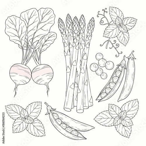 Hand-drawn line art of fresh vegetables and herbs, including radishes, asparagus, peas, and mint leaves, on a white background.