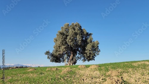 Green winter wheat sprouts swaying in the wind under the golden light of the evening sun in Mediterrannean region