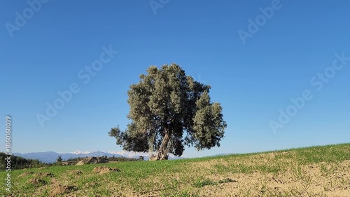 An ancient, fruit-laden olive tree stands alone amidst sprouting winter wheat, symbolizing the fertile abundance of the Mediterranean landscape