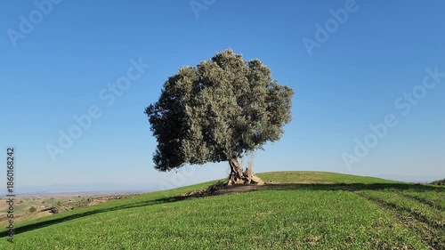 The dark, rich tones of a fruitful olive tree contrast beautifully with the fresh green carpet of young winter wheat surrounding it