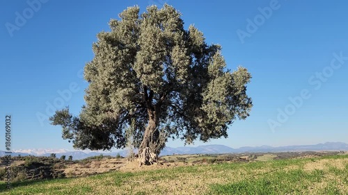 A solitary olive tree, serving as both a shade provider and a source of ancient abundance, stands proudly in a winter wheat field