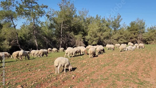 A sheep flock grazing in a pasture in Mediterranean region in winter 