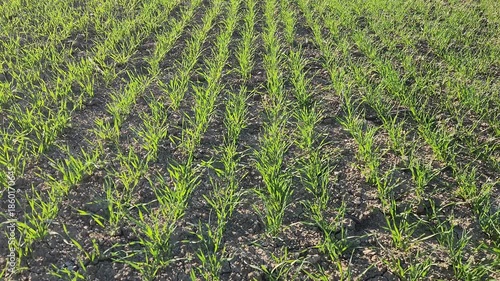 Young winter wheat sprouts swaying in the wind under the golden light of the evening sun in Mediterrannean region