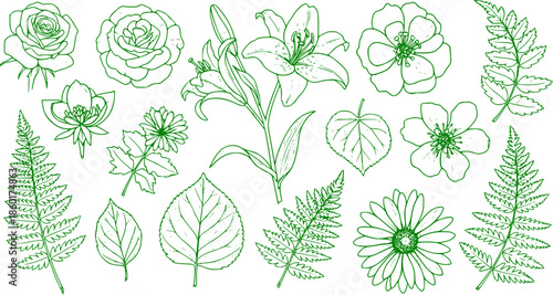 Set of detailed various flowers and foliage, intricate details and delicate forms. Hand drawn vector illustration with elegant botanical elements for invitation, save the date card