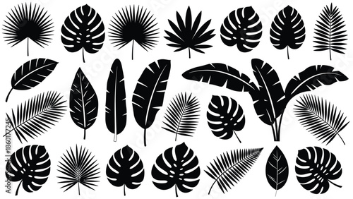 Tropical leaf silhouette set, black palm and monstera jungle plants, exotic nature botany collection, cad drawing flat vector illustration