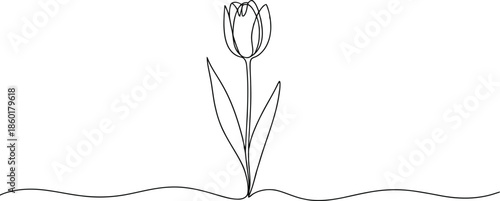 A single delicate tulip flower with a tall stem and leaves drawn in elegant one line style