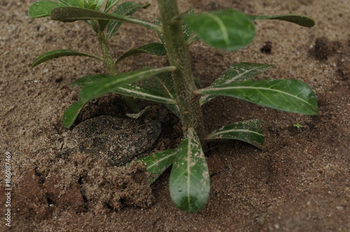 African toad camouflage under a plant and in soil.