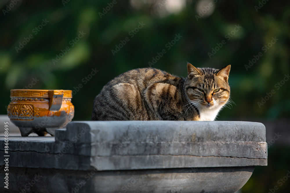 Fotografie Cute kittens in the wild