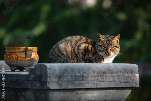 Canvas Print Cute kittens in the wild