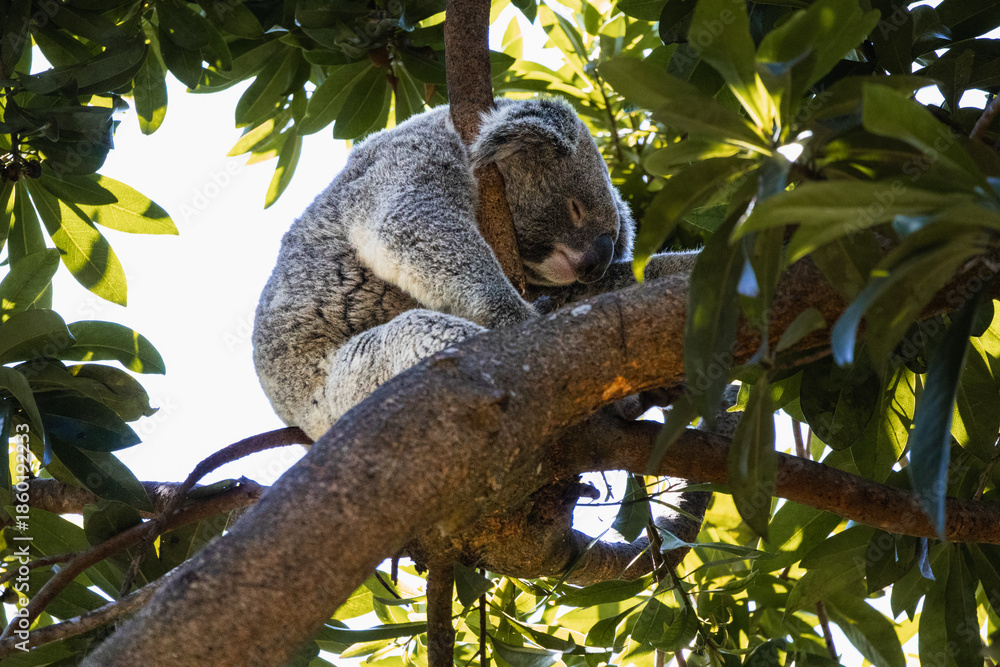 Naklejka premium Koala resting in eucalyptus tree