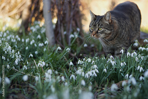 Pretty tabby cat stalks and looks attentively to the left. Sunny spring day in the garden with snowdrops